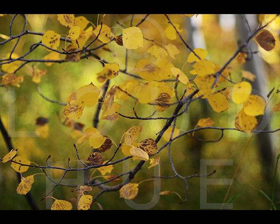 Picturesque nature photography print of yellow autumn leaves called Autumn by Loud Hue