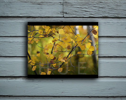 Picturesque nature photography print of yellow autumn leaves called Autumn mounted without a frame by Loud Hue