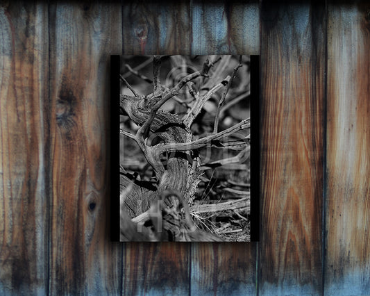 Black and white Photographic Print of a tree branch shown mounted without a frame called Force by Loud Hue