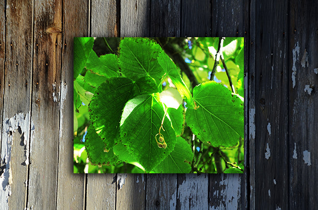 Nature photography print of bright green leaves mounted and unframed on a wooden wall called Green by Loud Hue