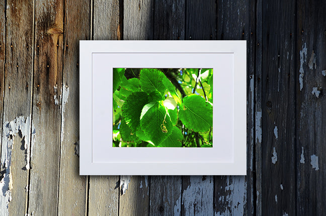 Nature photography print of bright green leaves shown with a white frame on a wooden wall called Green by Loud Hue