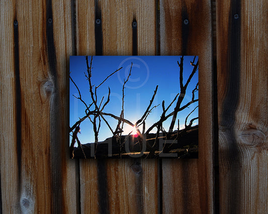 Nature photography print of the winter sun reflecting light through bare tree branches shown mounted without a frame called Light by Loud Hue