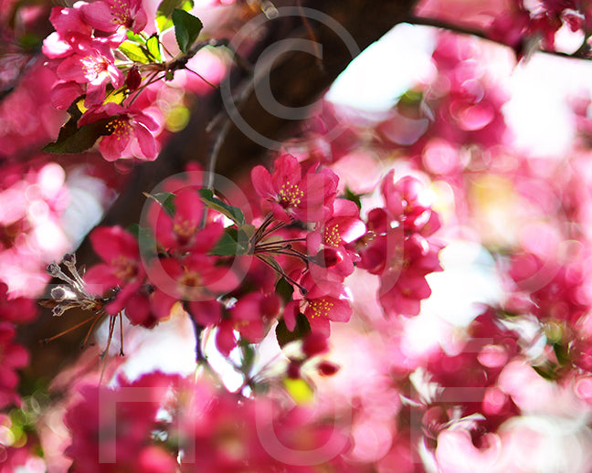 Beautiful nature photography print of pink blossoms called Rosy by Loud Hue