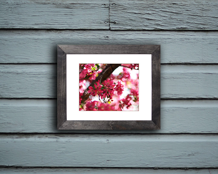 Beautiful nature photography print of pink blossoms with black frame called Rosy by Loud Hue