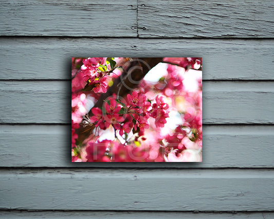 Beautiful nature photography print of pink blossoms shown mounted without a frame called Rosy by Loud Hue