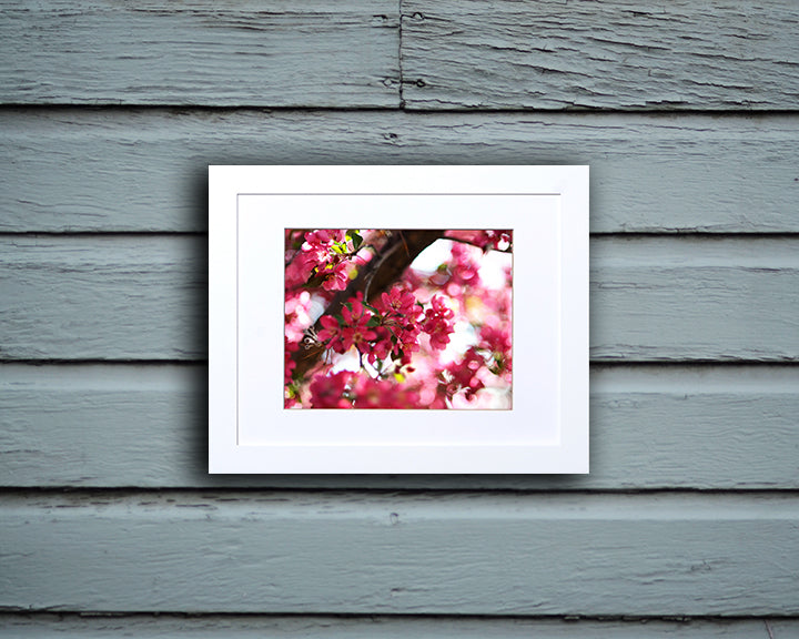 Beautiful nature photography print of pink blossoms with white frame called Rosy by Loud Hue