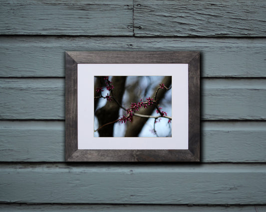 Nature photography print of fuchsia colored flowers blooming on a branch called Serenity by Loud Hue