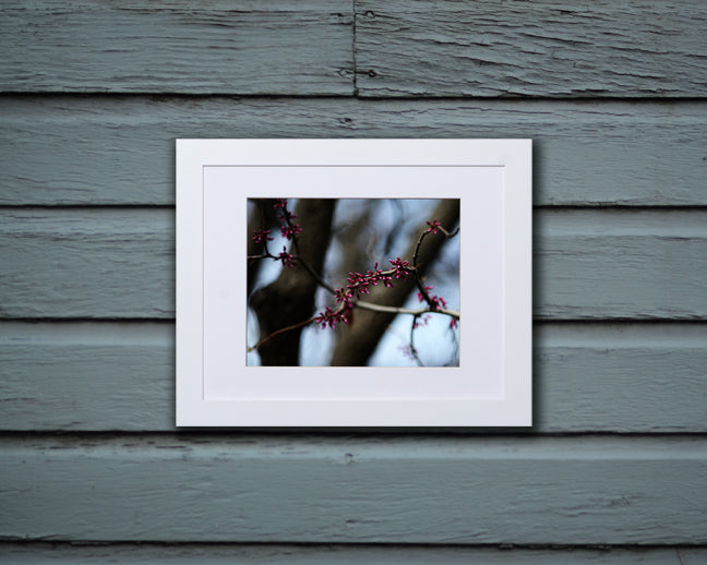 Nature photography print of fuchsia colored flowers blooming on a branch called Serenity by Loud Hue