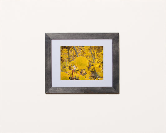Nature photography prints of a brightly sunlit yellow aspen leaf shown with a black frame called Peace by Loud Hue