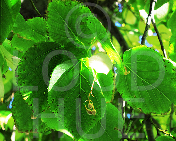 Nature photography print of bright green leaves called Green by Loud 