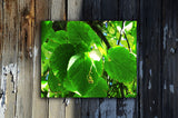 Nature photography print of bright green leaves mounted and unframed on a wooden wall called Green by Loud Hue