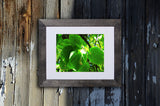 Nature photography print of bright green leaves shown with a black frame on a wooden wall called Green by Loud Hue