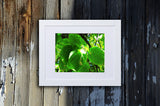 Nature photography print of bright green leaves shown with a white frame on a wooden wall called Green by Loud Hue