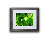 Nature photography print of bright green leaves shown with a black frame on a white wall called Green by Loud Hue