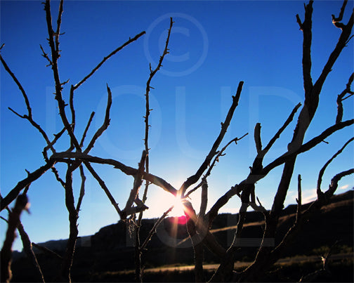 Nature photography print of the winter sun reflecting light through bare tree branches called Light by Loud Hue