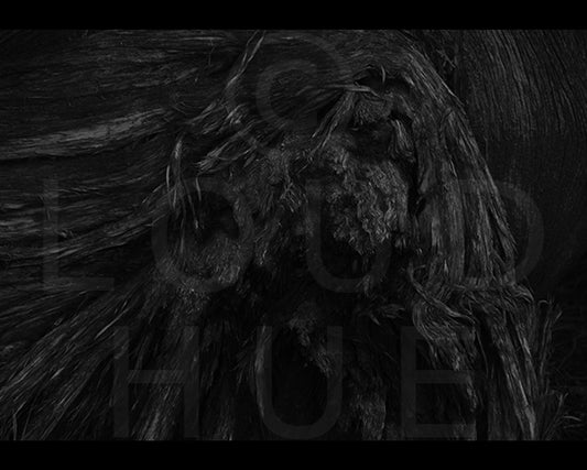 Black and White Photographic Print of a tree trunk called Roots by Loud Hue