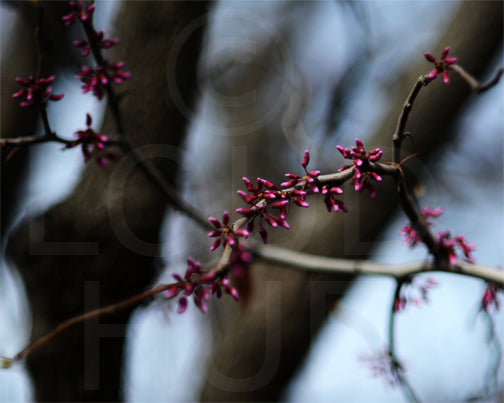 Nature photography print of fuchsia colored flowers blooming on a branch called Serenity by Loud Hue