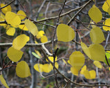 Nature photography print of bright yellow aspen leaves called Aspen by Loud Hue