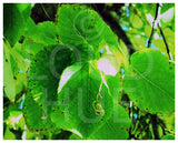 Nature photography print of bright green leaves called Green by Loud Hue