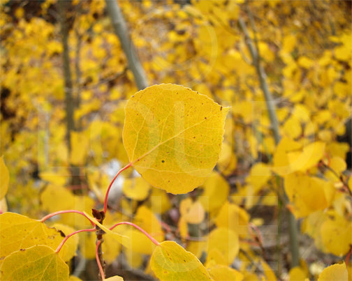 Nature photography prints of a brightly sunlit yellow aspen leaf called Peace by Loud Hue