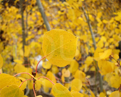 Nature photography prints of a brightly sunlit yellow aspen leaf called Peace by Loud Hue