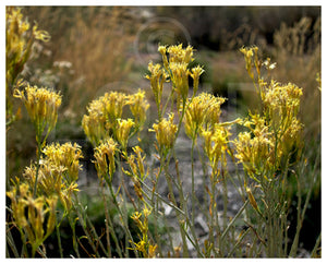 Nature photography print of beautiful yellow wildflowers called Yellow by Loud Hue