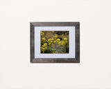Nature photography print of beautiful yellow wildflowers with black frame called Yellow by Loud Hue